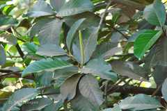 Artocarpus heterophyllus